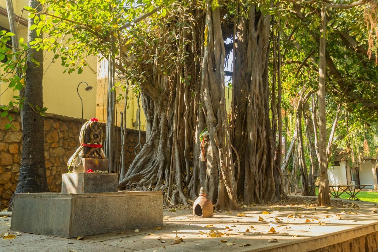 Heritage Мадурай Екстериор снимка The Banyan Tree at the University of Madras